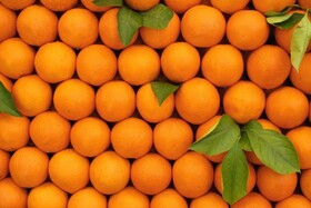 پرتقال‌های نارس را چگونه نارنجی می کنند؟