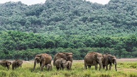 فیلم/ گشت و گذار گله‌ای از ۱۵ فیل وحشی و ترس و وحشت روستاییان جنوب غرب چین
