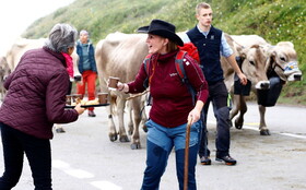 گزارش تصویری از بازگشت گاوها به سوئیس
