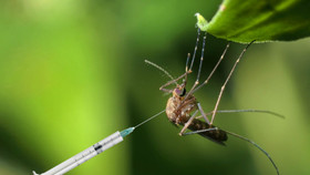 فیلم/ دانشمندان دارویی ضد مالاریا برای پشه‌ها تولید کردند