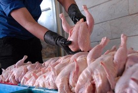 نرخ مرغ در بازار کاهش یافت