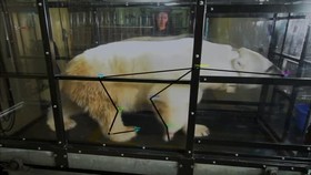 فیلم/ اندازه گیری میزان انرژی مصرفی در خرس‌های قطبی