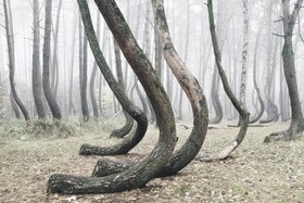 ماجرای عجیب جنگل «کج» لهستان/عکس