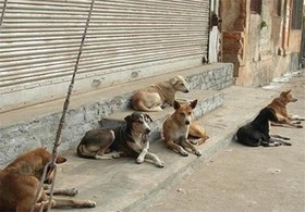 پرسه سه میلیونی سگ‌های ولگرد در ایران؛ چه باید کرد؟