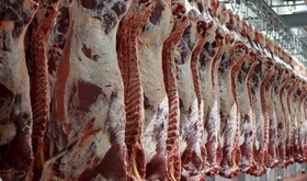 رشد ۱۲۰ درصدی قیمت گوشت گاو و گوسفند در سال۹۷