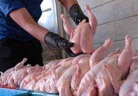 پایین آمدن قیمت گوشت مرغ در بازار