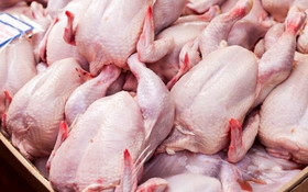 صادرات مرغ تا پایان ماه رمضان ممنوع شد