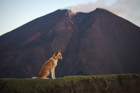 آتشفشان‌ پاکایا گواتمالا