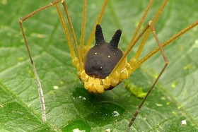 عجیب‌ترین عنکبوت دنیا با سری شبیه سگ/عکس