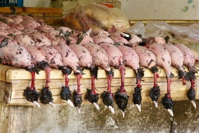 فروش گوشت لاکچری شکار در تهران