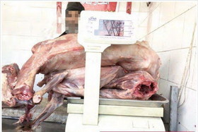 کشف گوشت سگ در یکی از قصابی‌های مشهد! (+عکس)
