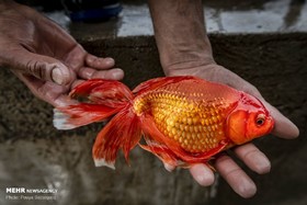 گزارش تصویری از مزرعه‌ پرورش ماهی قرمز سفره هفت‌سین