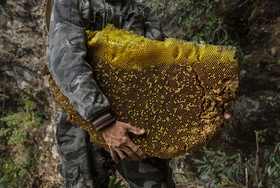 گزارش تصویری از  شکار عسل از بزرگترین زنبور عسل جهان