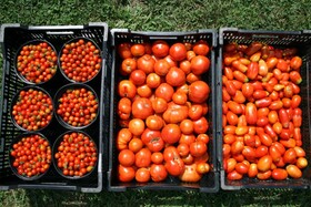 گوجه‌فرنگی تا ۱۰ روز دیگر ارزان می‌شود