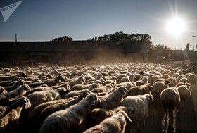 گله گوسفندان در نزدیکی دریاچه سوان ارمنستان