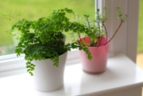 گیاهان موجب افزایش کیفیت هوای منزل نمی شوند