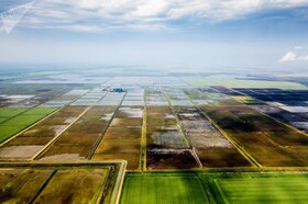 کاشت برنج در منطقه کراسنودار