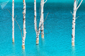 درخت ها در آب آبی رنگ نواسیبیرسک
