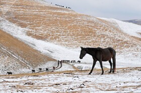 اسب ها در باشگاه اسب سواری «گون» در روستای کراسنی کورگان