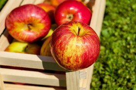 کاهش خطر سکته‌های قلبی و مغزی با خوردن روزانه دو سیب