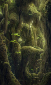 عکسی از جنگل توسط عکاس کانادایی بلیک راندال که برنده مقام سوم شد