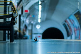 عکس| تصویر استثنایی از لحظه جنگ دو موش در متروی لندن!