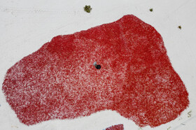 گزارش تصویری از مراحل خشک کردن فلفل قرمز