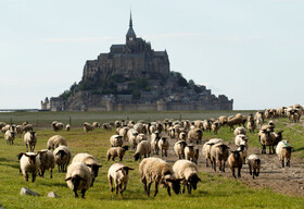گوسفندان در حال چرا در نرماندی فرانسه