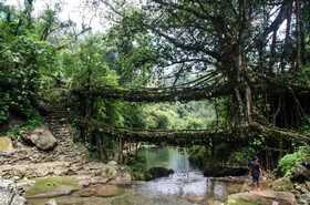 پلی دو طبقه از ریشه های طبیعی درختان در هند