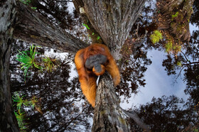 گزارش تصویری از برندگان رقابت جهانی عکاسی از طبیعت در سال ۲۰۲۰