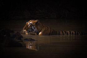 اثر "ببر بنگال"، توسط عکاس انگلیسی نیک دیل، برنده در گروه پرتره حیوانات