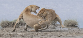 اثر "شیرها"، توسط عکاس آمریکایی پاتریک نووتنی، مقام اول در بخش رفتار پستانداران