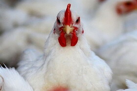 یک فروشنده: مرغ عمده‌ای را کیلویی ۷۵ هزار تومان می‌خریم؛ چطور آن را ۶۳ هزار تومان بفروشیم؟