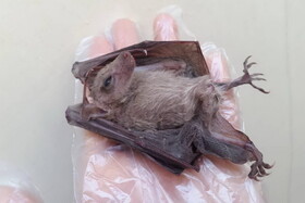 اعتراف محقق موسسه ویروس‌شناسی ووهان: بله ،خفاش از روی دستکش دستم را گاز گرفت