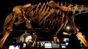 فیلم/ بزرگ‌ترین دایناسور یافت شده در استرالیا به‌عنوان یک گونه جدید معرفی شد