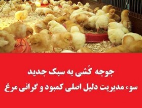 جوجه کُشی به سبک جدید؛ سوء مدیریت در وزارت جهاد کشاورزی دلیل اصلی کمبود و گرانی مرغ