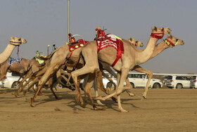 گزارش تصویری از مسابقات شترسواری در عربستان سعودی
