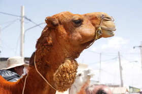 محرومیت ده‌ها شتر از رقابت در جشنواره عربستان به سبب تزریق ژل