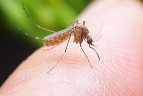 هفت دلیلی که پشه‌ها به شما حمله می‌کنند