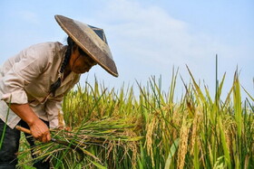 ابتکار دانشمندان چینی برای تولید برنج با آب دریا