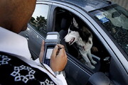 سخنگوی فراجا: سگ همسایه مزاحم است به پلیس اطلاع دهید