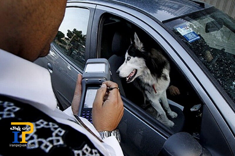 سگ در خودرو