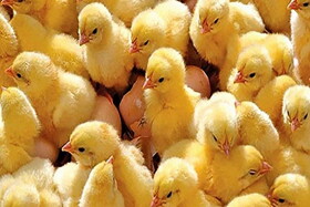 معدوم کردن جوجه یک روزه در همه جای دنیا رایج است/ تولید مازاد مرغ و تخم مرغ صادر می‌شود