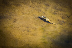 خشک شدن سد اکباتان همدان(+عکس)
