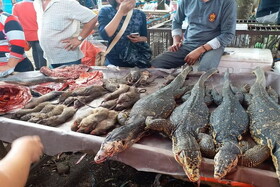 افزایش شدید قیمت ماهی در بازار!
