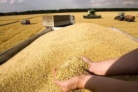 سخنگوی دولت: قیمت خرید گندم از کشاورزان، ۱۵ هزار تومان