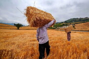 تاکید مسئولان بر خرید گندم بالاتر از قیمت وارداتی از کشاورز