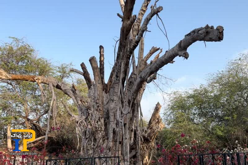 درخت انجیر معابد ۵۰۰ ساله کیش