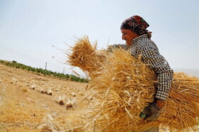 آیا قیمت خرید گندم از کشاورزان تغییر می‌کند؟