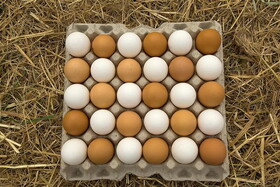 تخم مرغ قهوه‌ای بهتر است یا سفید؟